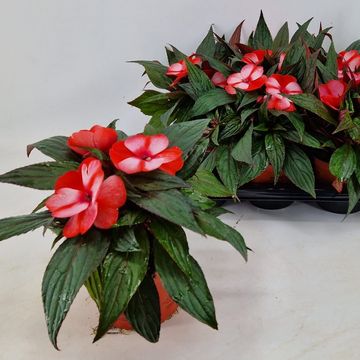 Impatiens COLORPOWER CORAL FLAME