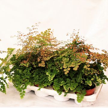 Adiantum tenerum 'Scutum Roseum'