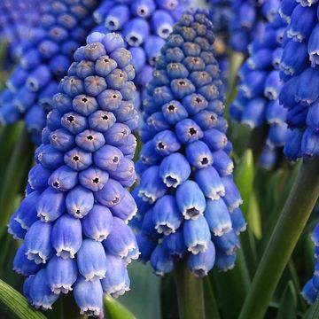 Muscari 'Big Smile'