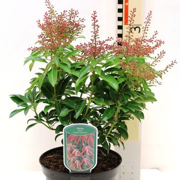 Pieris japonica 'Valley Valentine'