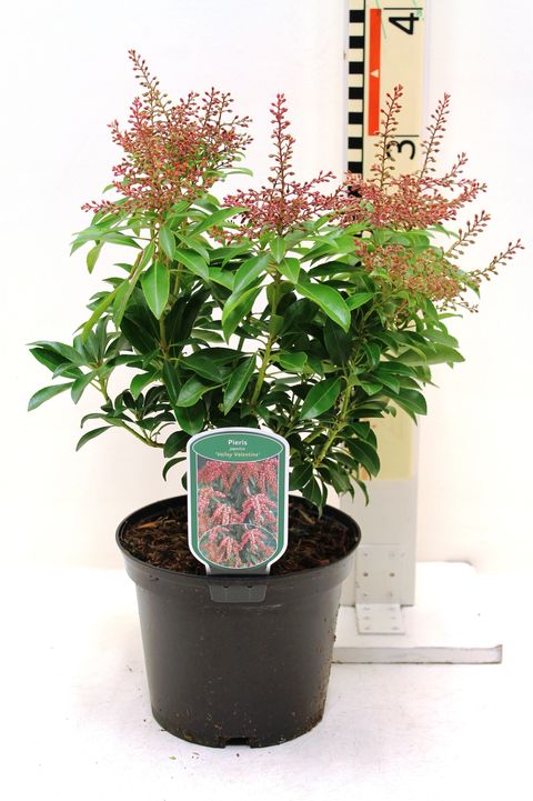 Pieris japonica 'Valley Valentine'