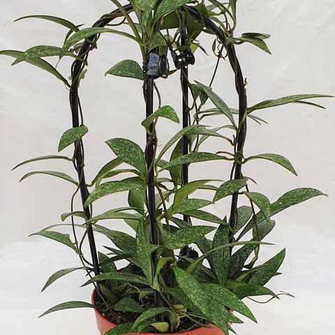 Hoya parvifolia — Plant Wholesale FlorAccess