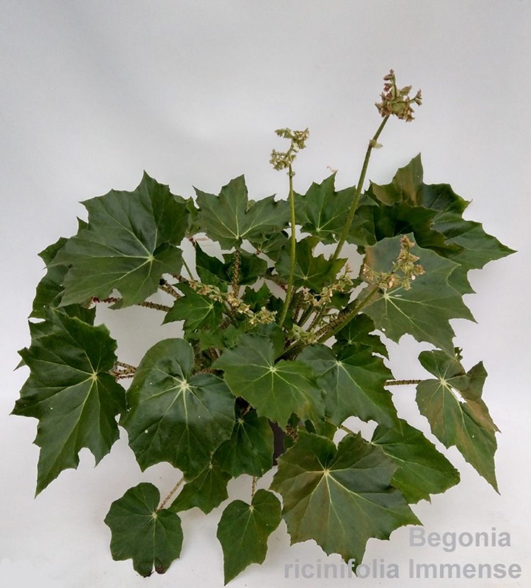 Begonia x ricinifolia 'Immense' — Grossiste en Plantes FlorAccess