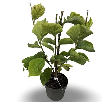 Magnolia 'Yellow Lantern'