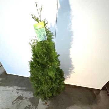 Thuja occidentalis 'Smaragd'