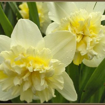 Narcissus 'Ice King'