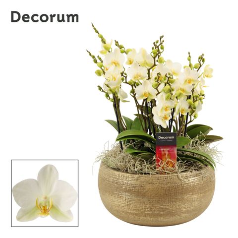 Composizione Phalaenopsis