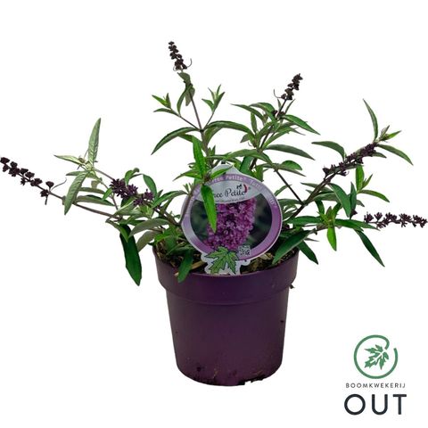 Buddleja FREE PETITE TUTTI FRUITTI
