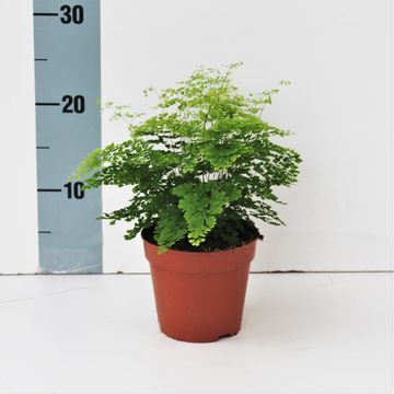 Adiantum microphyllum