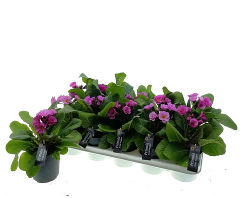 Primula 'Gold Nugget Pink'