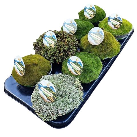 Piante di roccia﻿ MIX