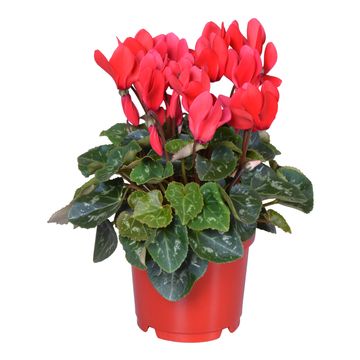 Cyclamen persicum SUPER SERIE S ALLURE MIX