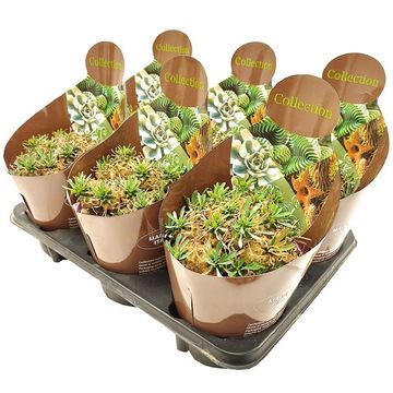 Euphorbia 'Cocklebur'