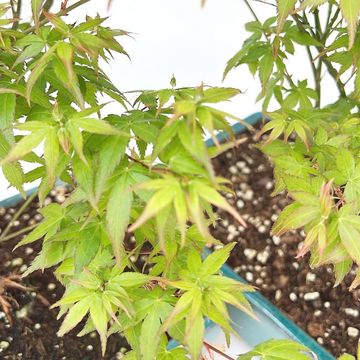 Acer palmatum 'Little Princess'
