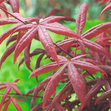 Acer palmatum 'Starfish'