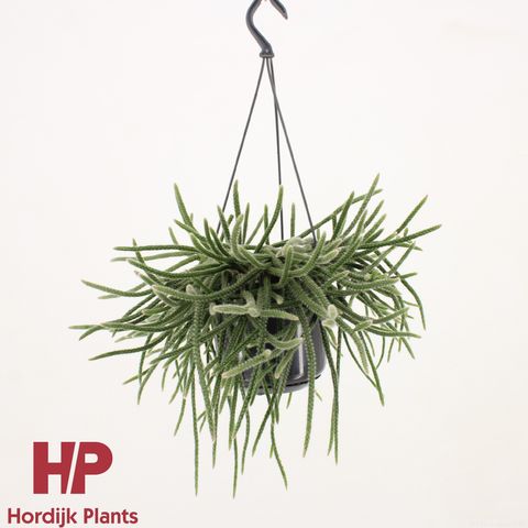 Rhipsalis baccifera horrida