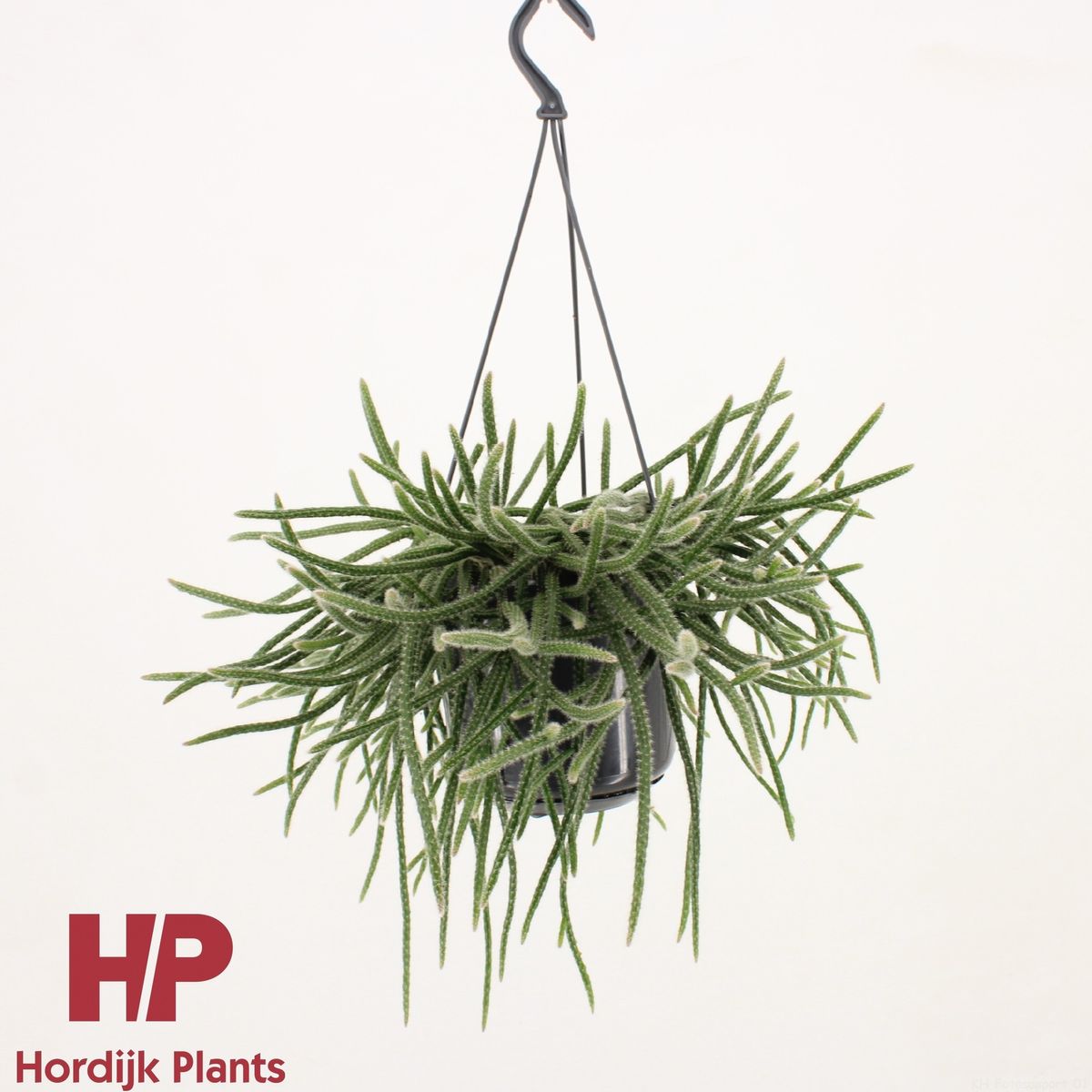 Rhipsalis baccifera horrida — Plant Wholesale FlorAccess