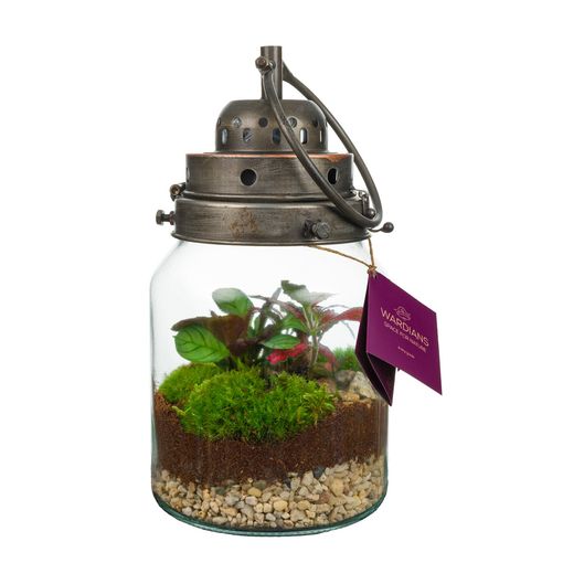 Arranjo Terrarium