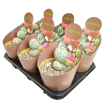 Tephrocactus geometricus