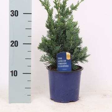 Chamaecyparis lawsoniana 'Wisselii'