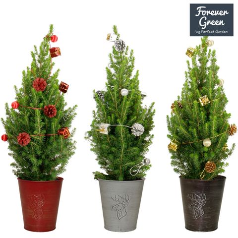 Picea glauca 'Conica'