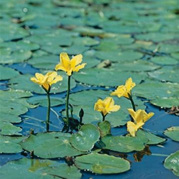 Nymphoides peltata