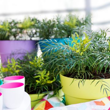 Mahonia eurybracteata 'Soft Caress'