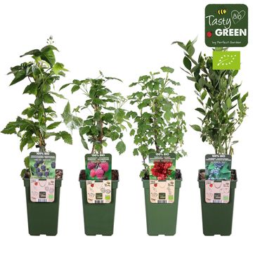 Plantes fruitières MIX