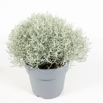 Leucophyta brownii