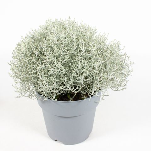 Leucophyta brownii