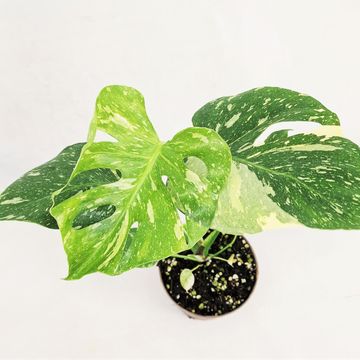 Monstera 'Thai Constellation'