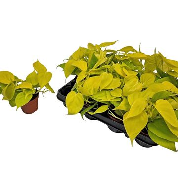 Epipremnum pinnatum 'Golden Pothos'