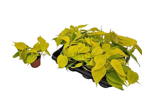 Epipremnum pinnatum 'Golden Pothos'