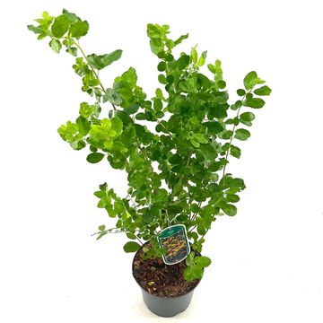 Azara serrata