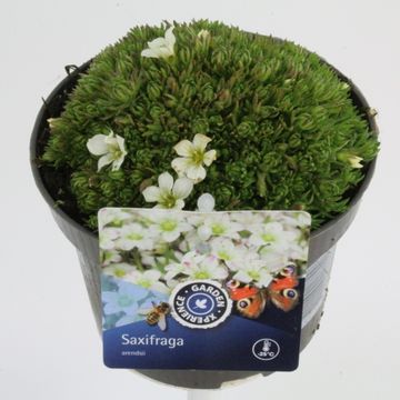 Saxifraga MARTO WHITE