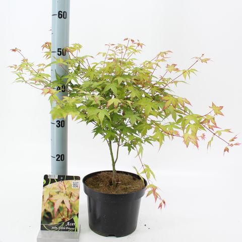 Acer palmatum 'Little Princess'