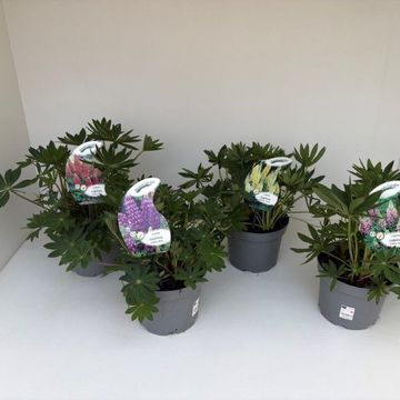 Lupinus polyphyllus MIX