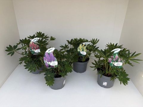 Lupinus polyphyllus MIX