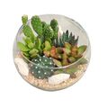 Composizione Cactus / Succulent