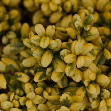 Ilex crenata 'Convexed Gold'