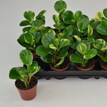 Peperomia obtusifolia 'Green Gold'