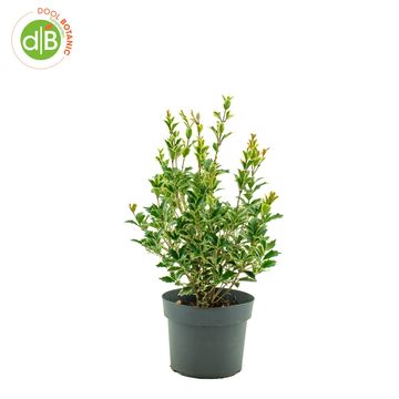 Osmanthus heterophyllus 'Variegatus'