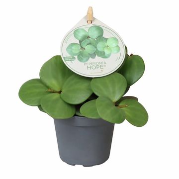 Peperomia 'Hope'