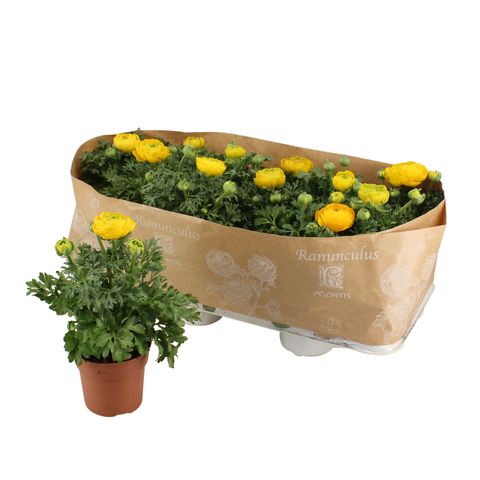 Ranunculus asiaticus 'Sprinkles Yellow'
