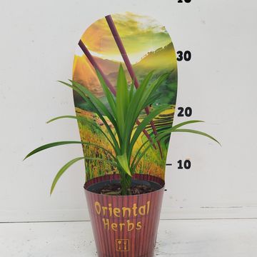 Pandanus amaryllifolius