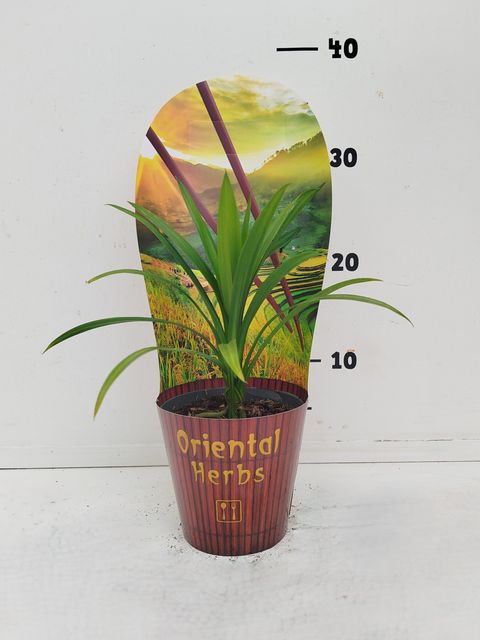 Pandanus amaryllifolius