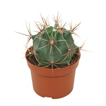 Ferocactus histrix