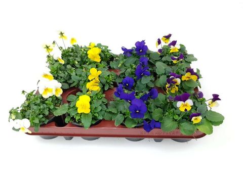 Viola CORNUTA MIX