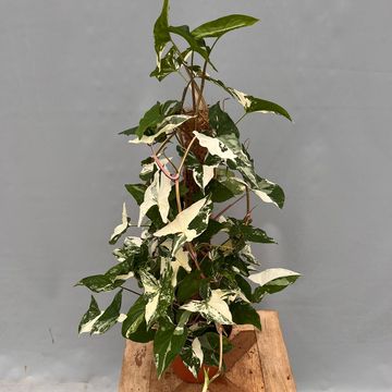 Syngonium podophyllum 'Albo Variegatum'