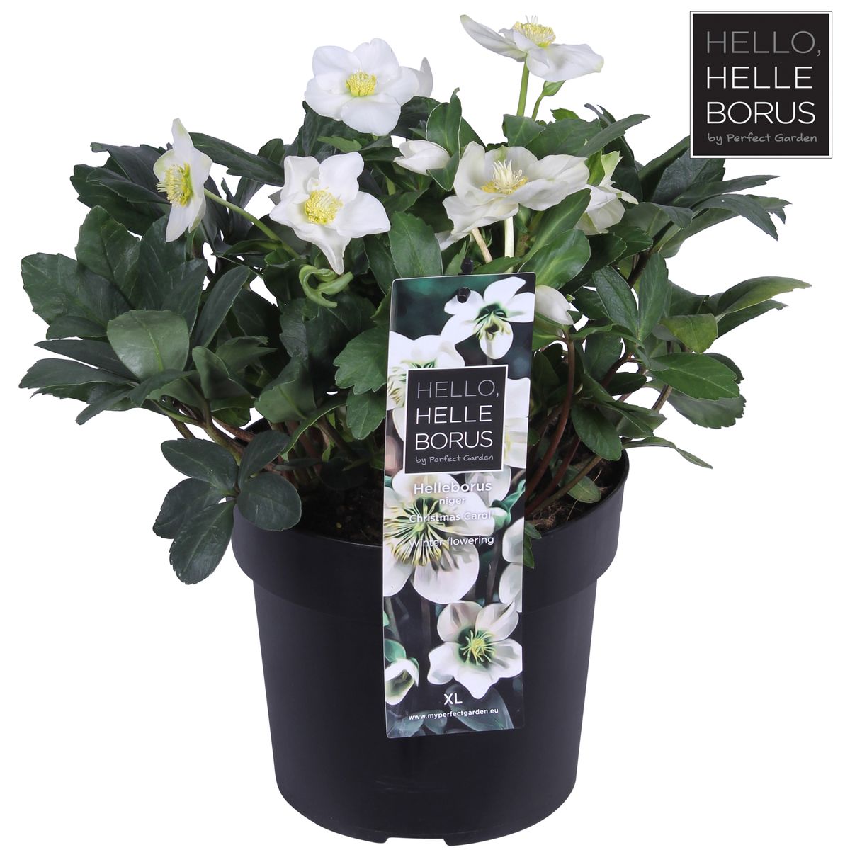 Helleborus Niger Christmas Carol Leverans Vaxter